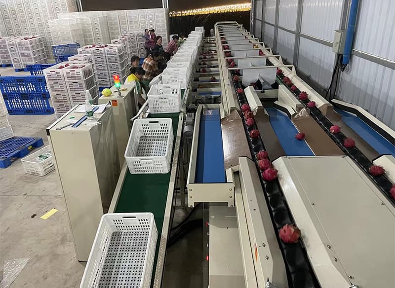 images/1657879384298dragon fruit sizing machine.jpg